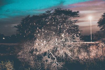 Close-up of tree against sky