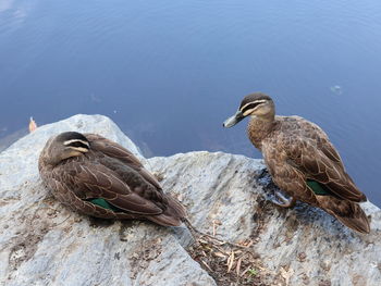 High angle view of ducks on rock by lake