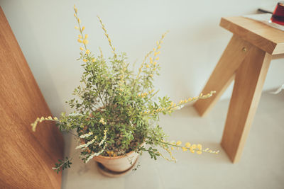 Potted plant on table