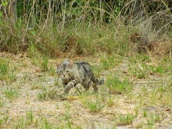 View of an animal on field