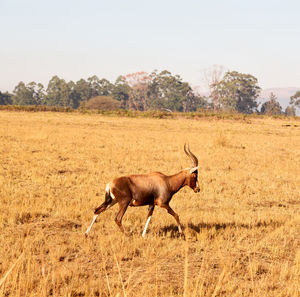 Side view of a horse on field