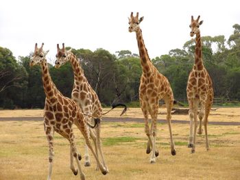Giraffe standing on field
