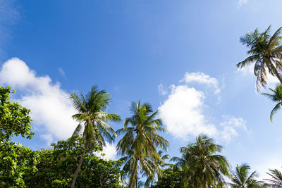 Low angle view of palm trees against blue sky