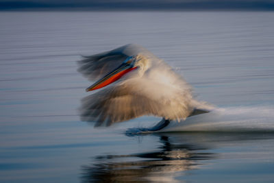 Close-up of bird flying over lake