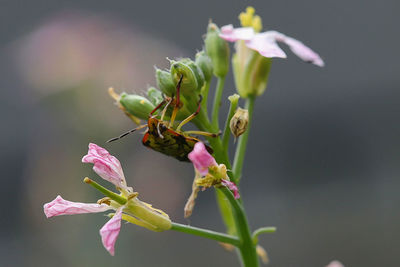 Close-up of pink flowering plant