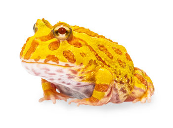 Close up of yellow leaf