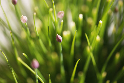 Close-up of purple flowering plants on field