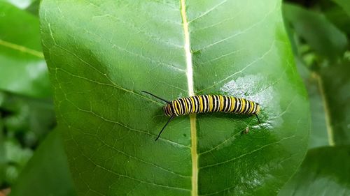 Close-up of insect on leaf