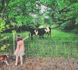 Dog on grassy field