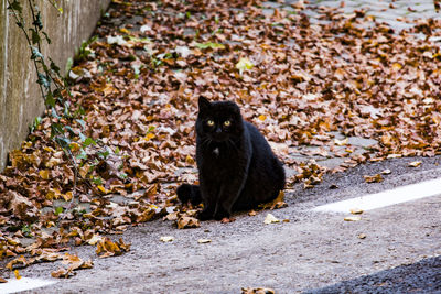 Portrait of black cat at roadside