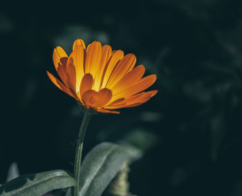 Close-up of orange flower against blurred background