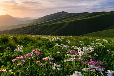 Scenic view of flowering plants on land against sky