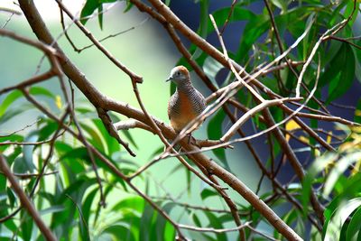 Bird perching on tree