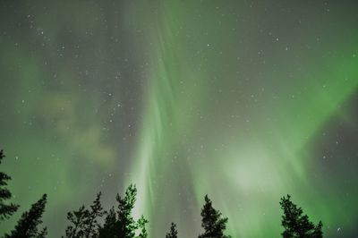 Trees against sky at night