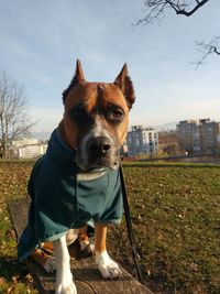 Portrait of dog on grass