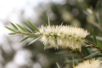 Close-up of white flowering plant