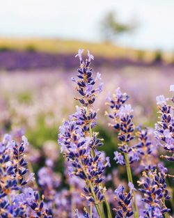 Close-up of purple flowering plants on field