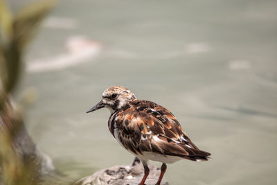 Nesting ruddy turnstone wading bird arenaria interpres along the shoreline of barefoot beach