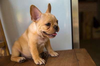 Dog sitting on table at home