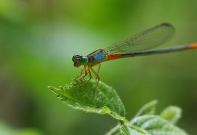 Close-up of insect on plant