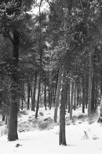 Trees in forest during winter