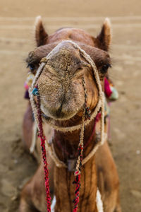 Close-up of a horse