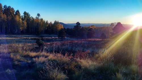 Scenic view of field against clear sky during sunset