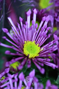 Close-up of purple flower blooming outdoors