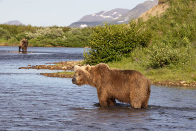 Big brown bear standing in shallow river in soft evening light