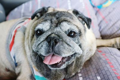 Close-up portrait of a dog