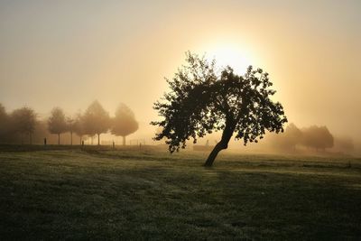 Tree on field against sky during sunset