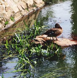 Duck swimming in lake