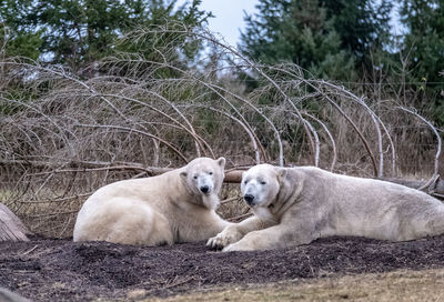 View of two cats relaxing on field