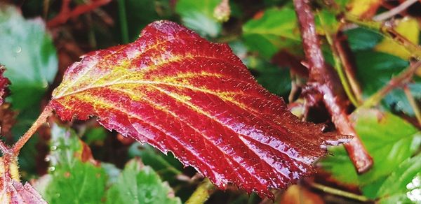 Close-up of wet maple leaves during autumn