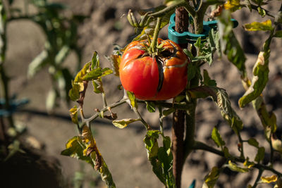 Close-up of tomatoes growing on plant