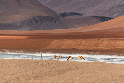 People on beach