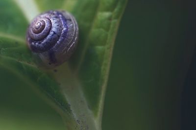 Close-up of snail on leaf