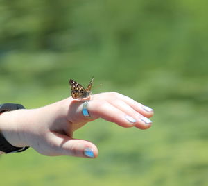 Close-up of butterfly on hand