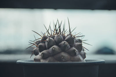 Close-up of succulent plant