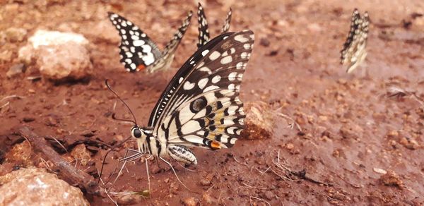 Close-up of butterfly on ground