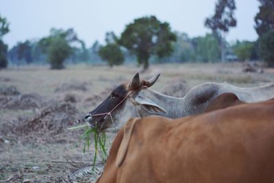 Cows grazing on field