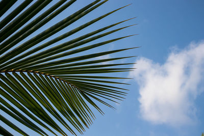 Coconut leaf against the blue sky with white clouds background.