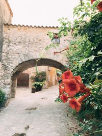 Close-up of red flowering plants by building