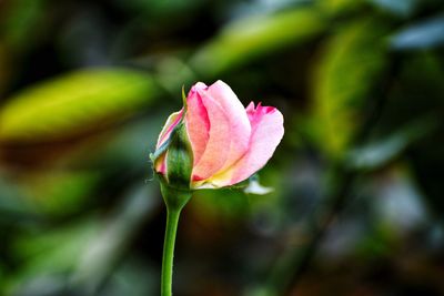 Close-up of pink rose