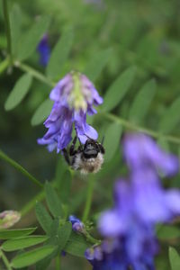 flowering plant