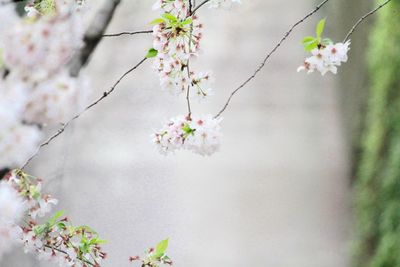 Close-up of pink flowers