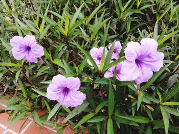 Close-up of purple iris blooming outdoors