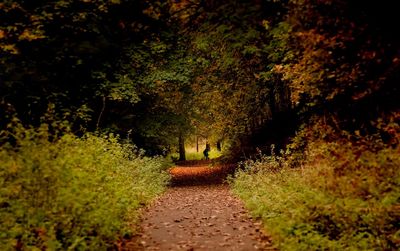 Walkway amidst trees on landscape