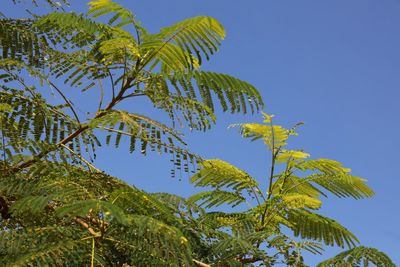 Low angle view of palm tree against blue sky