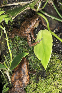 High angle view of frog on plant
